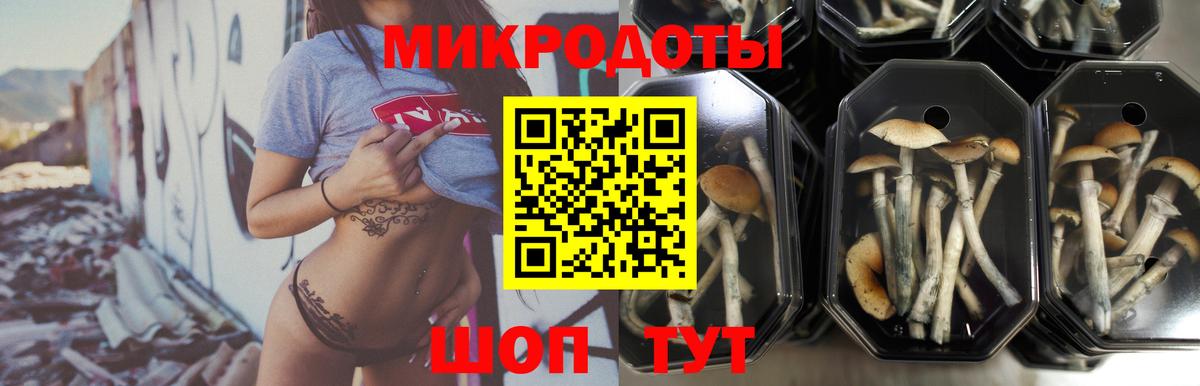 Псилоцибиновые грибы Psilocybe Новоалтайск